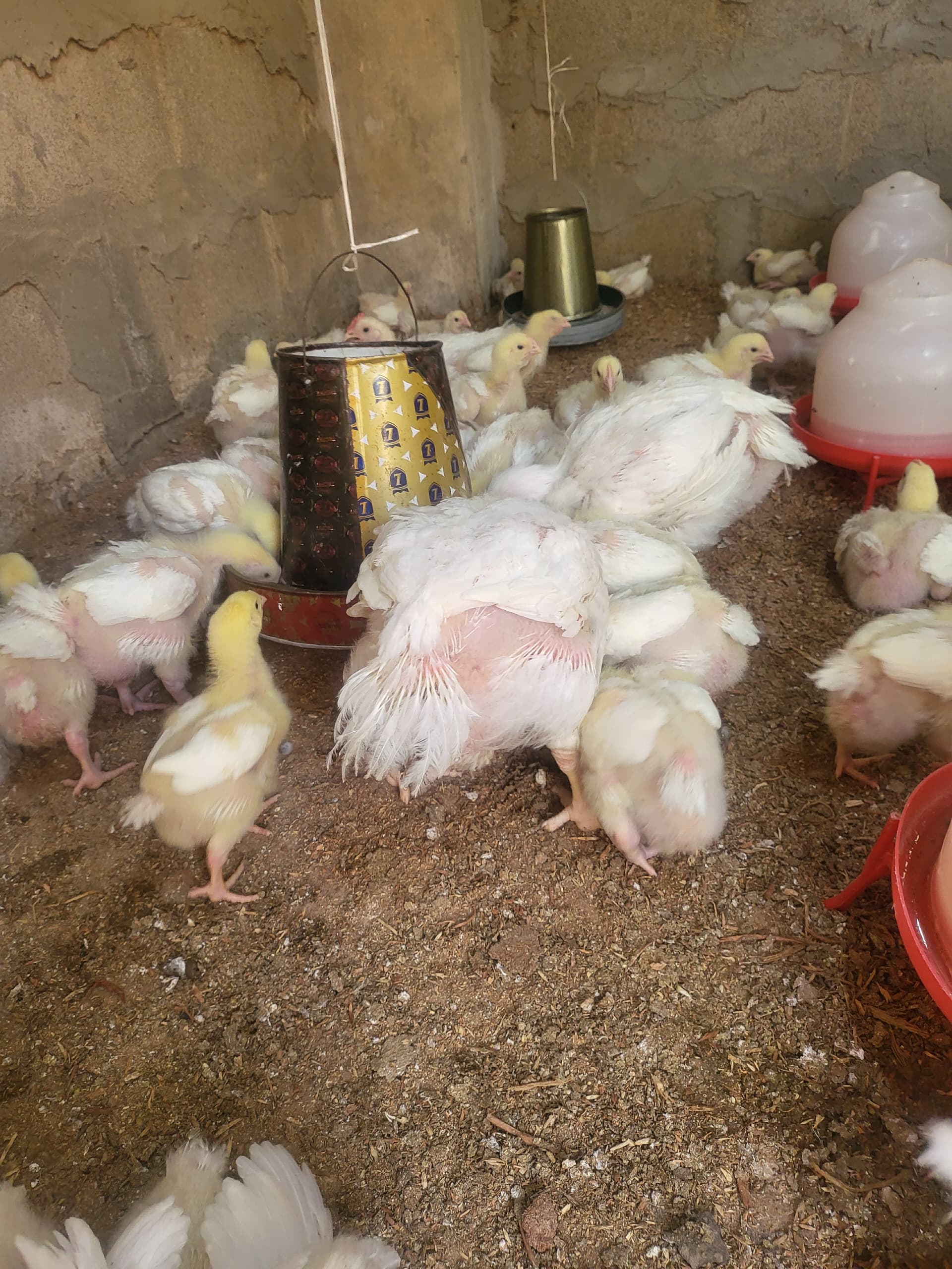 Egg Production at Activada Farms